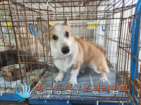 한국동물구조관리협회_411305202300641